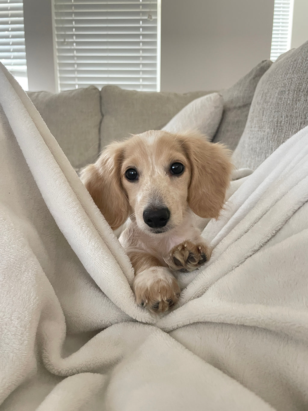 Small dog peeking out from behind a white blanket