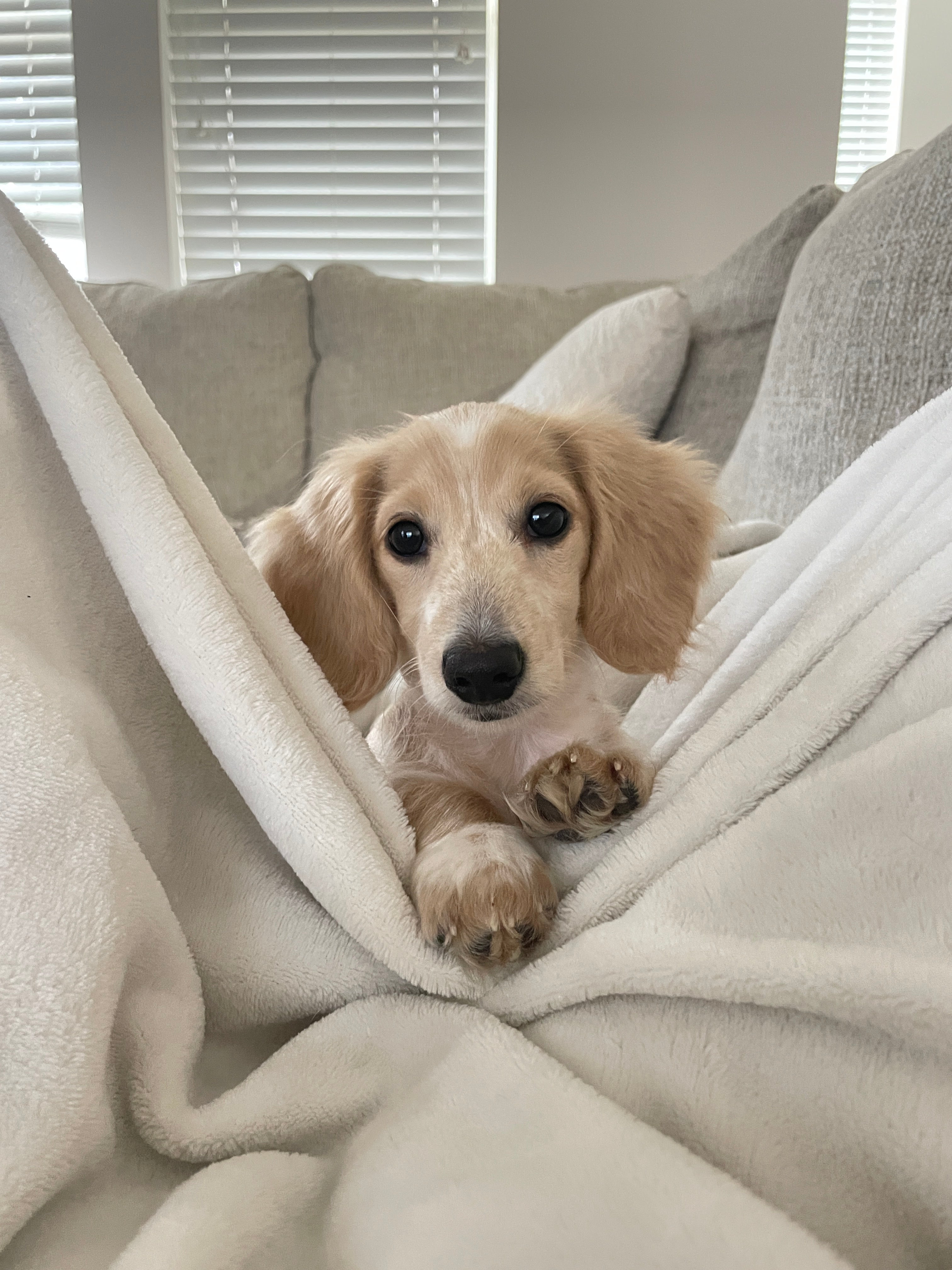 Small dog peeking out from behind a white blanket